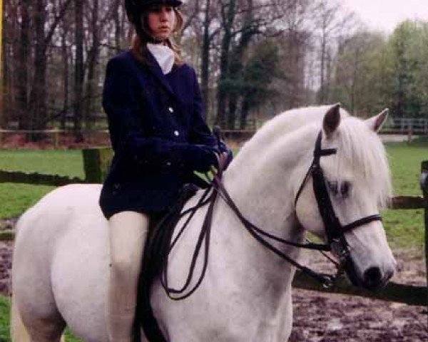 Deckhengst Royal Blueberry (Welsh Pony (Sek.B), 1990, von Bengad Blueberry)