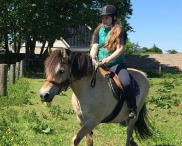 broodmare Tornhøjs Aura (Fjord Horse, 2006, from Cadeau Halsnæs)