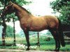 stallion Magnat II (Holsteiner, 1979, from Marlon xx)