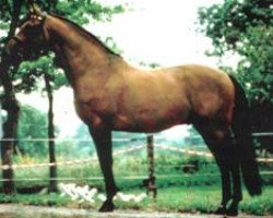 stallion Magnat II (Holsteiner, 1979, from Marlon xx)