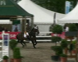 jumper Petty 24 (KWPN (Royal Dutch Sporthorse), 1997, from Holland)