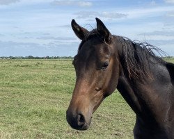 dressage horse Diabolé (Westphalian, 2021, from Diamond Deluxe 3)