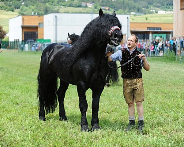 Deckhengst Edelweiß Nero XI (Noriker,  , von Erich Nero X)