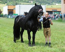 stallion Edelweiß Nero XI (Noric,  , from Erich Nero X)