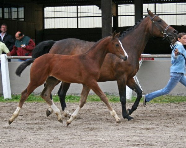 broodmare Rose of Spring (Hanoverian, 2000, from Raphael)