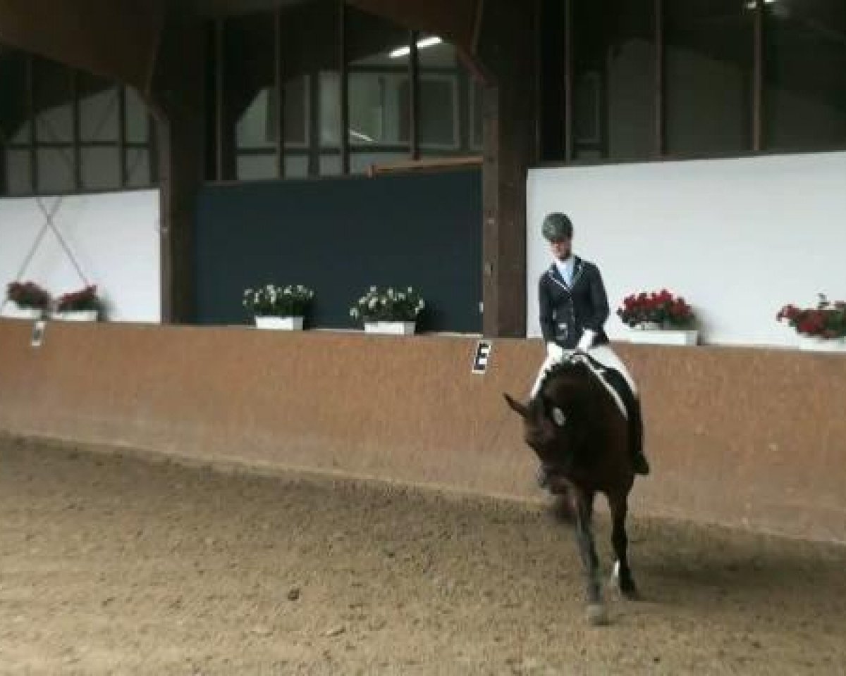 dressage horse Prinz Friedhelm (Westphalian, 2007, from Prinz Pablo)