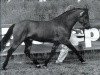 Deckhengst Steehorst Maestro (Welsh Pony (Sek.B), 1991, von Eyarth Harlequin)