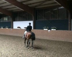 dressage horse Latino Beat (Holsteiner, 1999, from Lacantus)