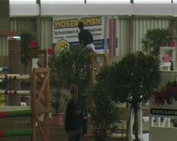 jumper Fromecs Calina (Oldenburg show jumper, 2005, from Calido I)