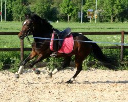 Dressurpferd Starlight (Westfale, 2009, von Sandro Hit)