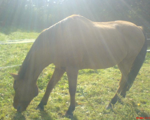 Springpferd No Limit (Deutsches Reitpony, 1996, von Namajan)