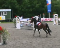 jumper Quivive 7 (Oldenburg show jumper, 2002, from Quick Star)