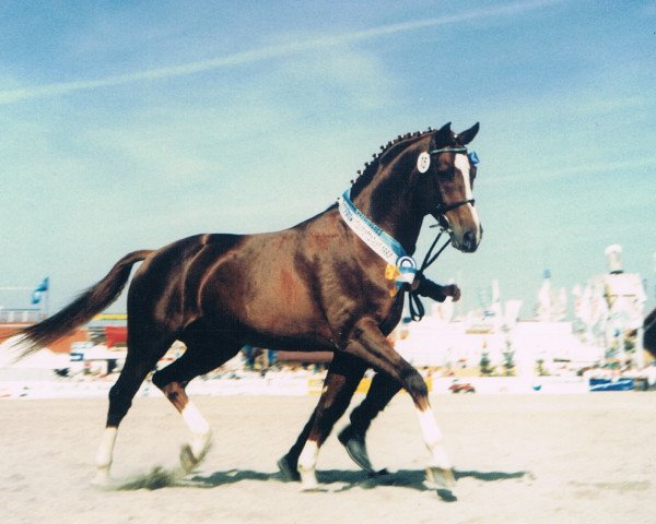 Pferd Polling (Bayer, 1987, von Pilot)