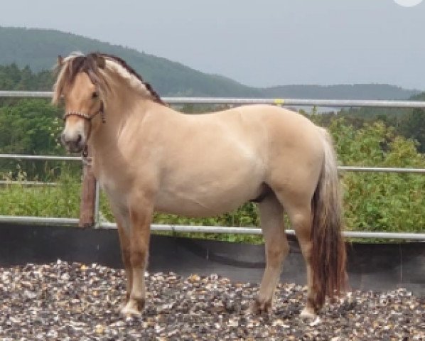 horse Salito (Fjord Horse, 2019, from Bren)