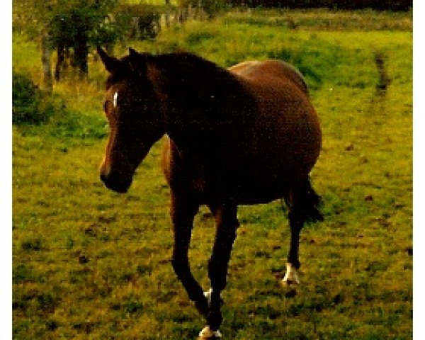 broodmare Suleika (German Riding Pony, 1980, from Seibel ox)