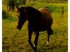 broodmare Suleika (German Riding Pony, 1980, from Seibel ox)