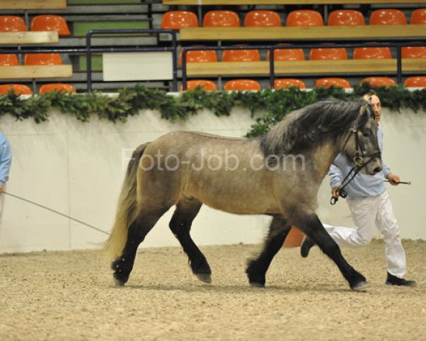 Pferd Curacao (Highland-Pony, 2006, von Keiran of Dalbrack)