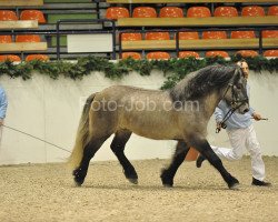 horse Curacao (Highland Pony, 2006, from Keiran of Dalbrack)