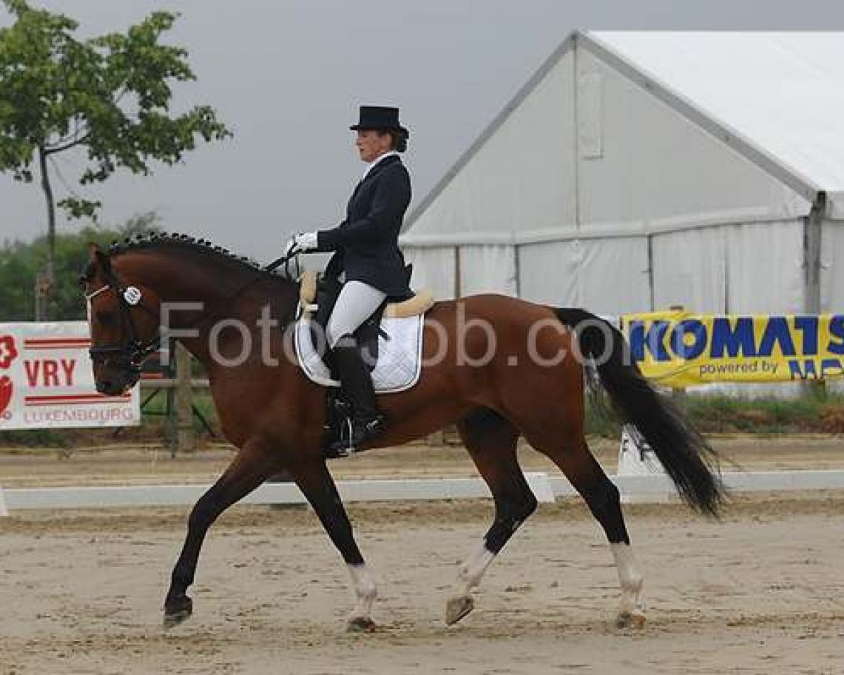 stallion Lucky Touch (Hessian Warmblood, 2003, from Lucky Lionell)