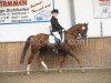 dressage horse Welfenfürst 3 (Hanoverian, 2002, from Wendulan)