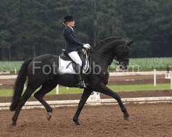 stallion Roman Lifestyle W (Hanoverian, 2000, from Rotspon)