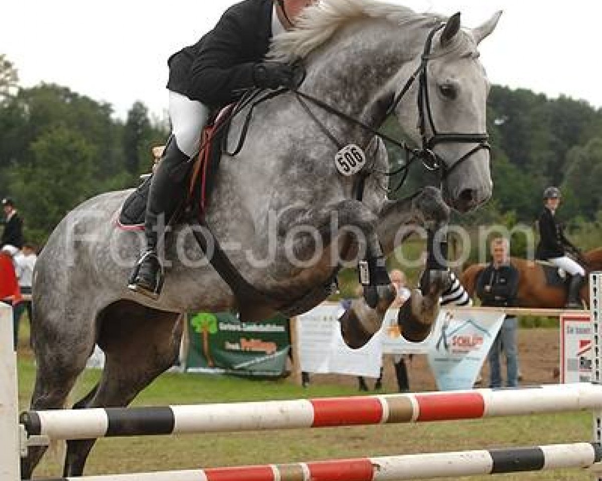 jumper Robert 59 (Hanoverian, 2001, from Ramino)