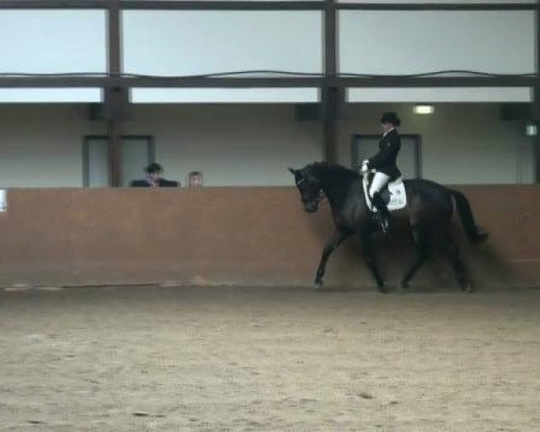 dressage horse Jazzman 2 (KWPN (Royal Dutch Sporthorse), 1996, from Jazz)