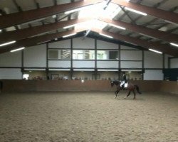 dressage horse L'Anton (Trakehner, 2005, from Patmos)