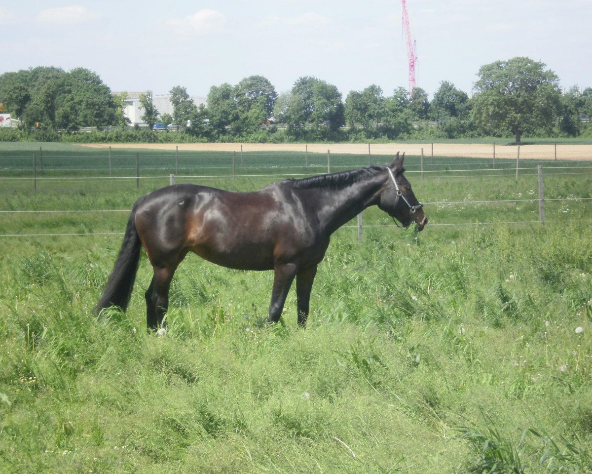 broodmare Ruby Me (Hanoverian, 1994, from Rathenow)