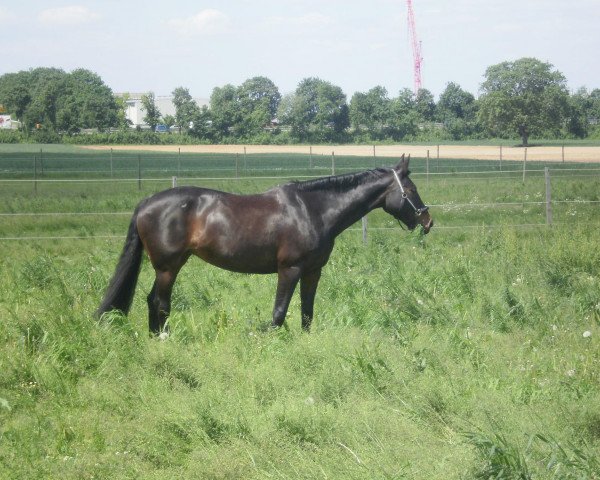 Zuchtstute Ruby Me (Hannoveraner, 1994, von Rathenow)