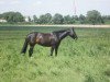 broodmare Ruby Me (Hanoverian, 1994, from Rathenow)