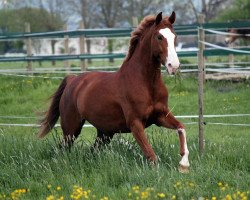 dressage horse Relia 3 (Brandenburg, 2007, from Relius)