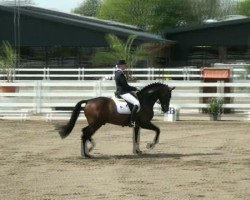 dressage horse Fabriana 17 (Hanoverian, 2006, from Fürst Heinrich)