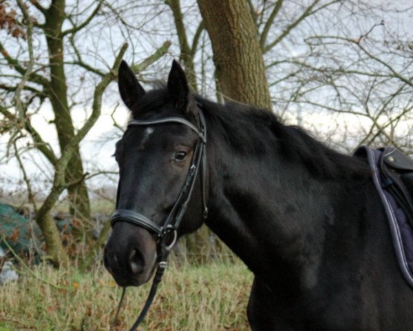 dressage horse Sommersby 24 (Oldenburg, 2008, from Swarovski)