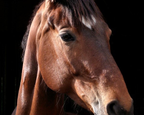 dressage horse Ruby Sue 7 (Württemberger, 2005, from Rivero II)