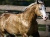 stallion Big Chex To Cash (Quarter Horse, 2002, from Nu Chex To Cash)