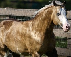 Deckhengst Big Chex To Cash (Quarter Horse, 2002, von Nu Chex To Cash)