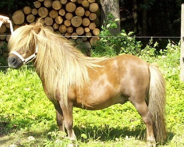 Pferd Parlington Power (Shetland Pony (unter 87 cm), 1990, von Parlington Pimpernell)