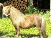 stallion Parlington Power (Shetland pony (under 87 cm), 1990, from Parlington Pimpernell)
