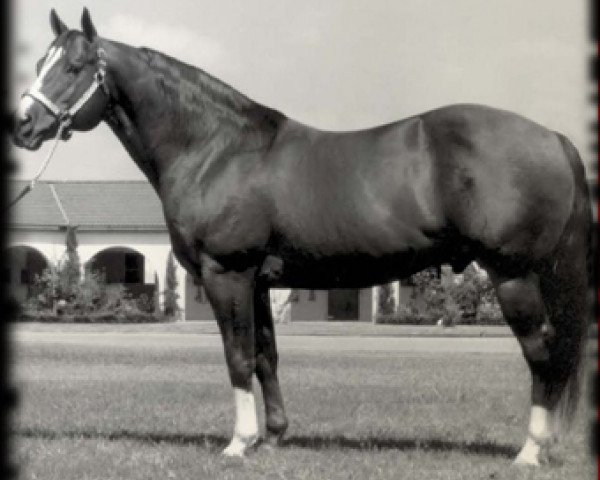 stallion Colonelfourfreckle (Quarter Horse, 1979, from Colonel Freckles)