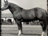 Deckhengst Colonelfourfreckle (Quarter Horse, 1979, von Colonel Freckles)