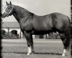 Deckhengst Colonelfourfreckle (Quarter Horse, 1979, von Colonel Freckles)