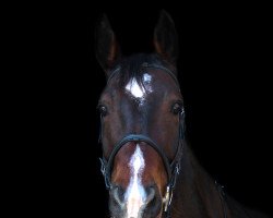 jumper Esperando CH (Swiss Warmblood, 2008, from GB Escondido)