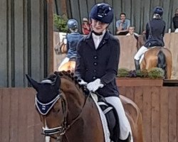 dressage horse Fürstengold 15 (Hanoverian, 2016, from Fürst Belissaro)