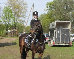 jumper Matze (German Riding Pony, 2002, from Marck B.S.)