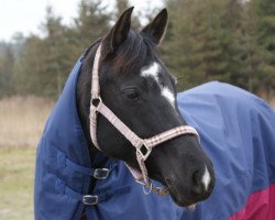 broodmare Billie Jean (German Riding Pony, 2000, from Bavarottie)