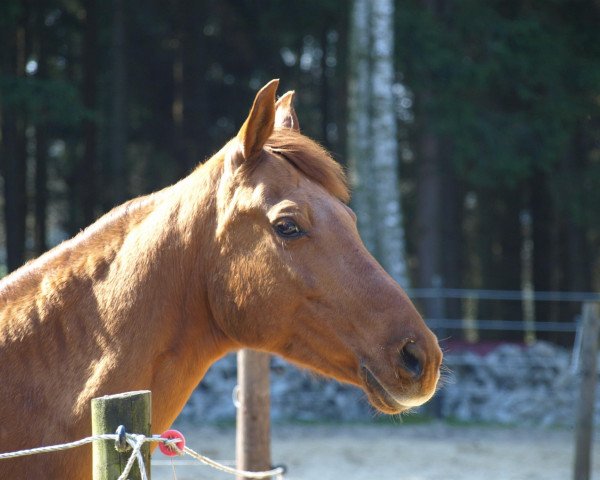 Pferd Santos (Deutsches Reitpony, 1993, von Zarino 30)