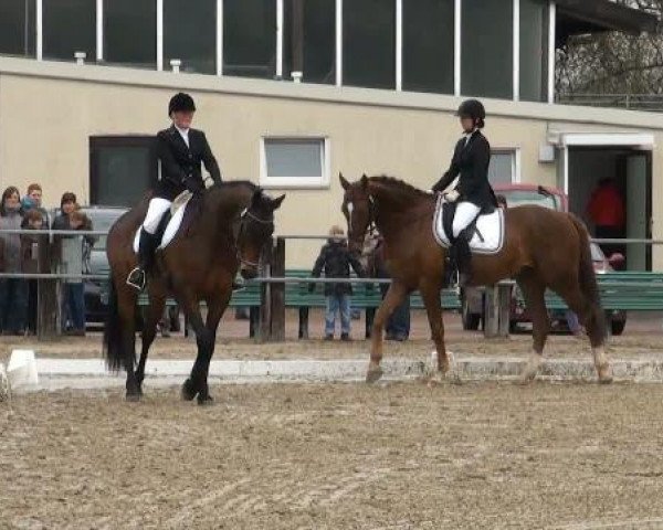 horse Fair Play 140 (Holsteiner, 1996, from Feenspross xx)