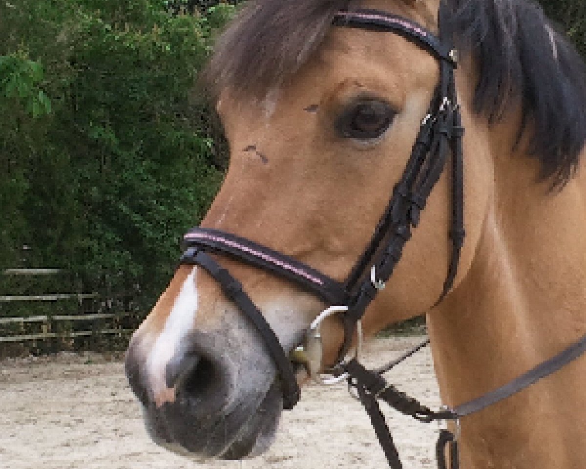 Dressurpferd Del Pierro (Deutsches Reitpony, 2000)