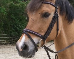 dressage horse Del Pierro (German Riding Pony, 2000)